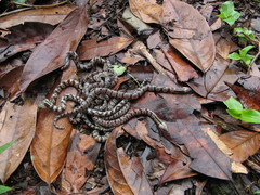 Atractus major