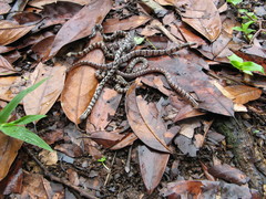 Atractus major