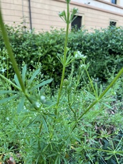 Galium aparine