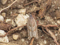 Ancylis unguicella