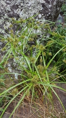 Cyperus luteus