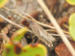 Ancylis unguicella