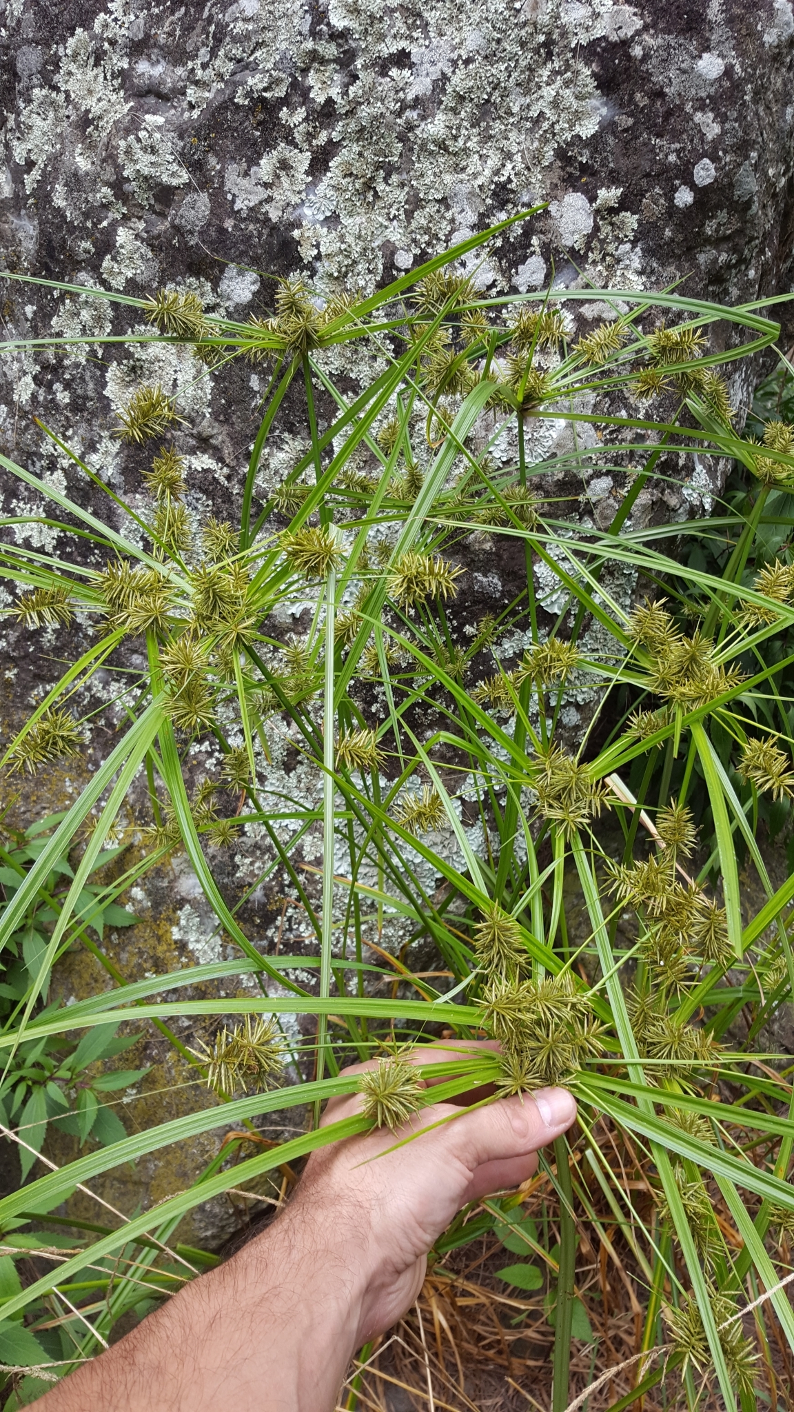 (c) François Rousseu, certains droits réservés (CC BY-NC) https://www.inaturalist.org/observations/112073187