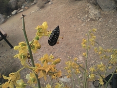 Acmaeodera griffithi
