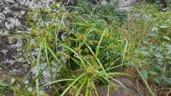 Cyperus luteus