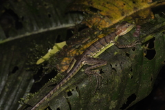 Basiliscus