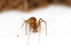 Neriene peltata