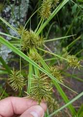Cyperus luteus