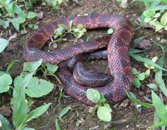 Atractus major