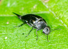 Mordella lunulata