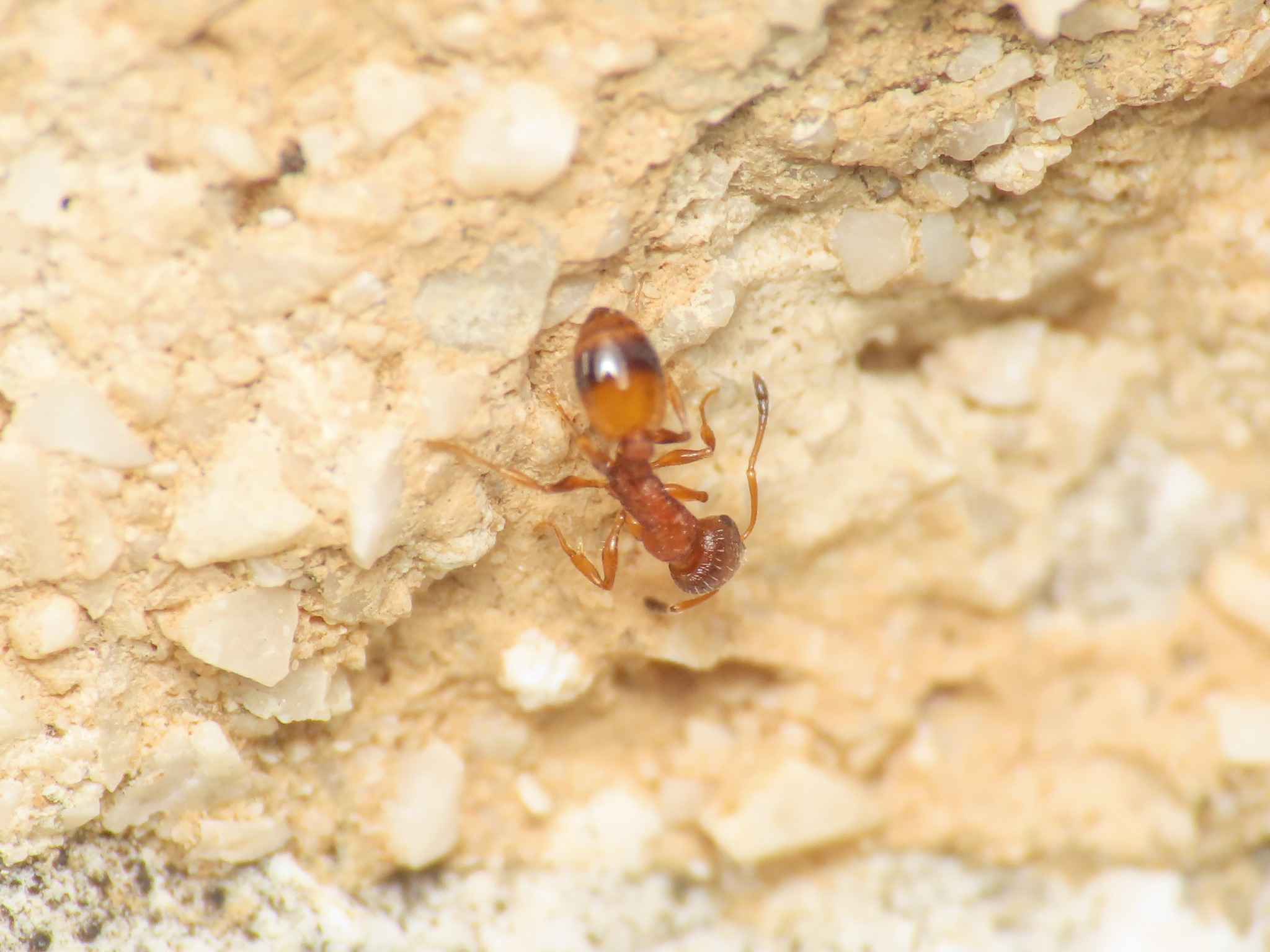 Temnothorax albipennis