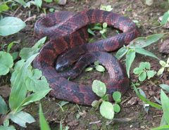 Atractus major