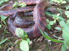 Atractus major