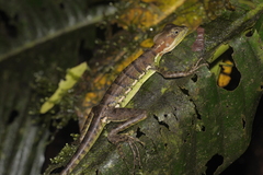 Basiliscus