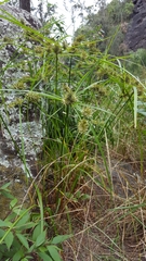 Cyperus luteus