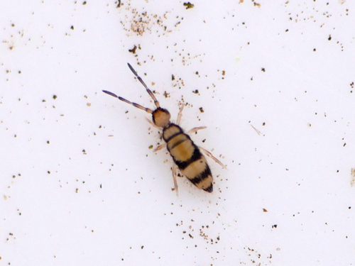 Entomobrya corticalis, photo 4 of 10