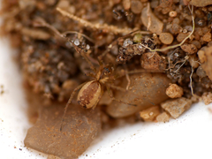 Neriene peltata