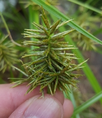 Cyperus luteus