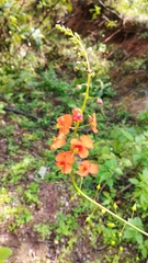 Alonsoa meridionalis