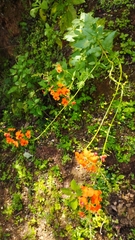 Alonsoa meridionalis