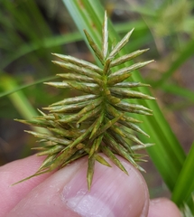 Cyperus luteus
