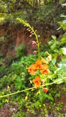 Alonsoa meridionalis