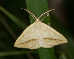 Lychnosea intermicata