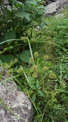 Cyperus luteus
