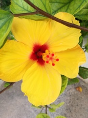 Hibiscus rosa-sinensis