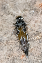 Glipa hilaris