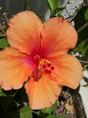 Hibiscus rosa-sinensis
