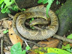 Atractus major