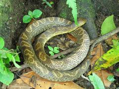 Atractus major