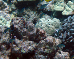 Pycnochromis vanderbilti