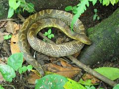Atractus major