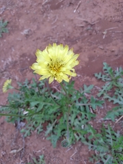 Pyrrhopappus grandiflorus