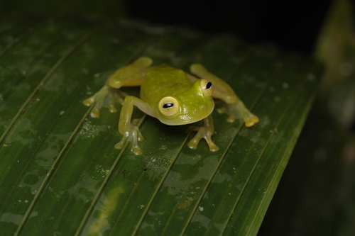 Chirripó Glassfrog, Hyalinobatrachium chirripoi