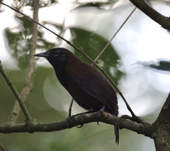 Pheugopedius atrogularis