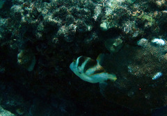 Canthigaster coronata