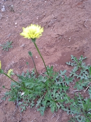 Pyrrhopappus grandiflorus