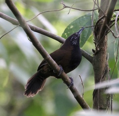 Pheugopedius atrogularis