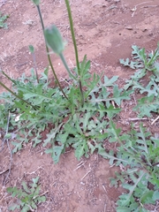 Pyrrhopappus grandiflorus