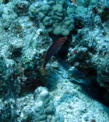 Pseudocheilinus octotaenia