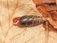 Cochlodina laminata
