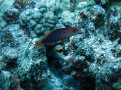 Pseudocheilinus octotaenia