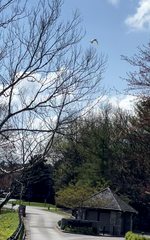 Ardea alba