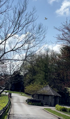 Ardea alba