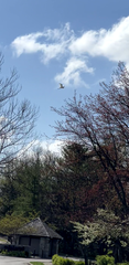 Ardea alba