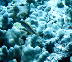 Plagiotremus ewaensis