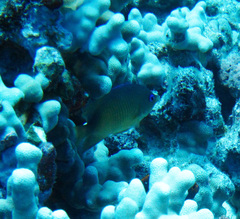 Plectroglyphidodon johnstonianus